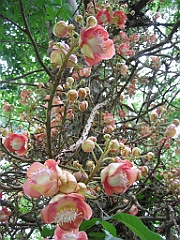 071 Cairns Botanic Gardens